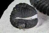 Prone + Enrolled Morocops Trilobites - Cool Piece #84530-6